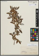 Foto von Salix alba subsp. vitellina (L.) Arcang.